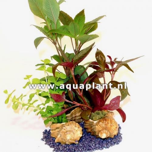 Plantenmix in schelp ( tropisch)